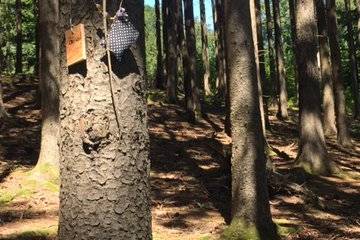 Spuren legen im Wald 2020 14