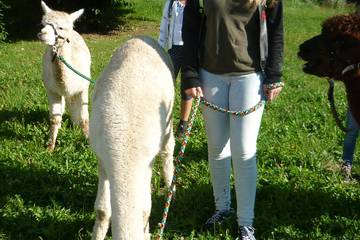 Wanderung mit Alpakas 3.9.2019 34