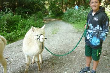 Wanderung mit Alpakas 3.9.2019 7