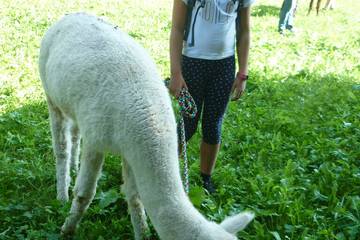 Wanderung mit Alpakas 3.9.2019 8