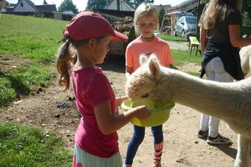 Wanderung mit Alpakas 3.9.2019 27