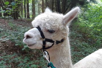 Wanderung mit Alpakas 5.9.2019 37
