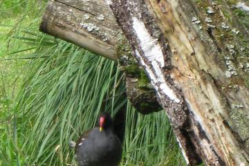 Bayrischer Wald 2