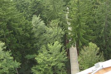 Bayrischer Wald 13