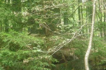 Bayrischer Wald 26