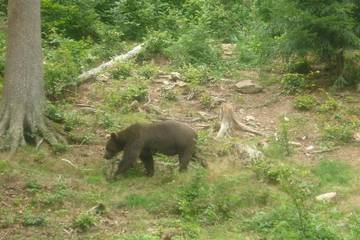 Bayrischer Wald 33