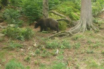 Bayrischer Wald 34