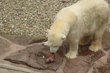 Nürnberger Zoo 2018 1