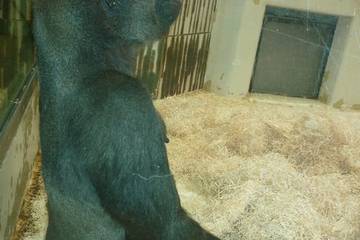 Nürnberger Zoo 2018 14