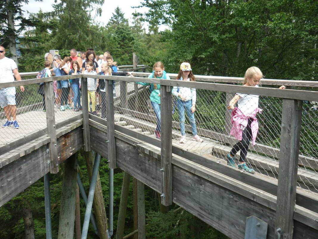 Waldwipfelweg 2019 4