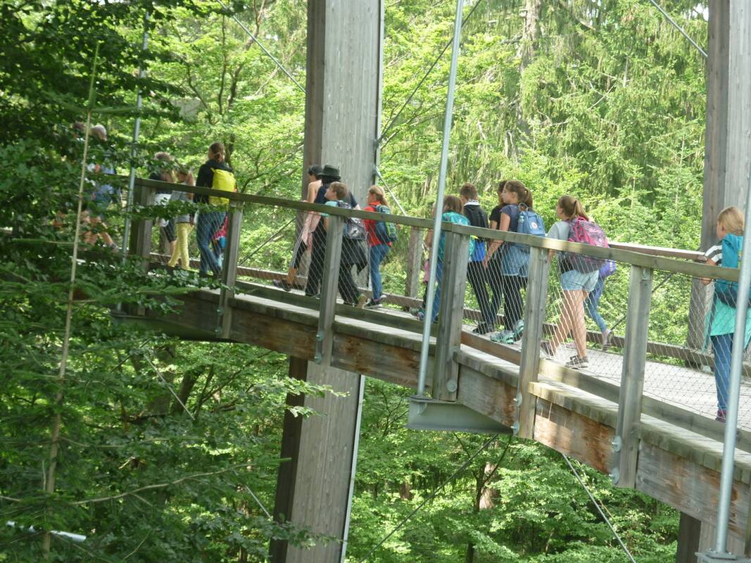 Waldwipfelweg 2019 14